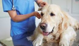 veterinario