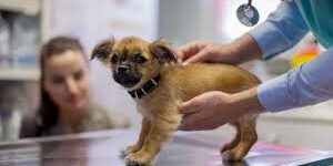 veterinario_2