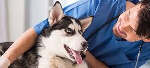 veterinario_3