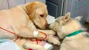 veterinario_4